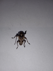 Aegomorphus jaspideus