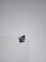 Aegomorphus jaspideus