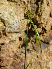 Cyperus fendlerianus