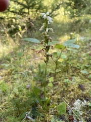Spiranthes ochroleuca