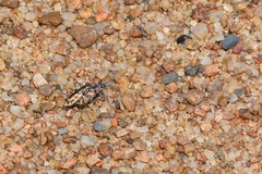 Ellipsoptera cuprascens