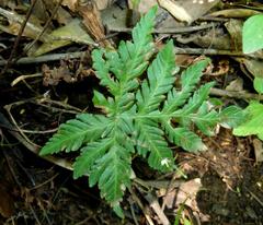 Doryopteris concolor