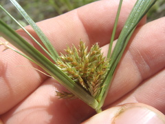 Cyperus dipsaceus