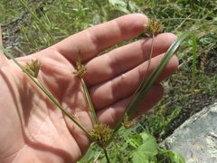 Cyperus dipsaceus