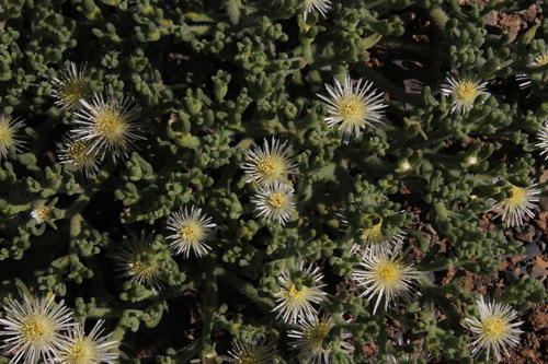 Mesembryanthemum inachabense
