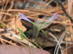 Hedeoma oblongifolia
