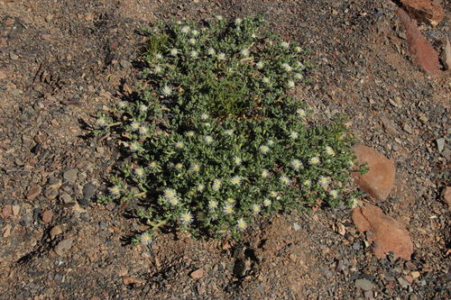 Mesembryanthemum inachabense