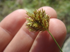 Cyperus dipsaceus