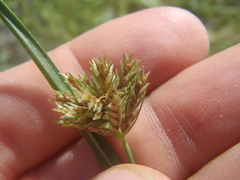 Cyperus dipsaceus