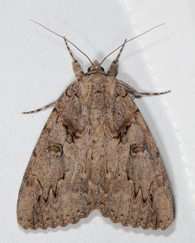 Sweetheart Underwing