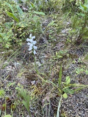 Spiranthes arcisepala