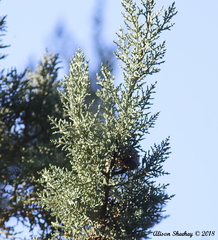 Cupressus nevadensis
