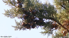 Cupressus nevadensis
