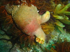 Ascidia incrassata