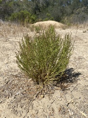 Stillingia linearifolia