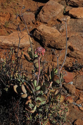 Cotyledon flanaganii