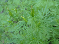 Bidens lemmonii