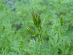 Bidens lemmonii