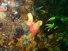 Ascidia incrassata