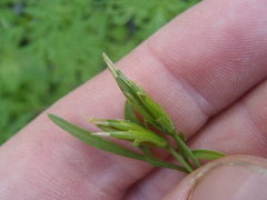 Bidens lemmonii