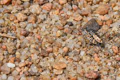 Ellipsoptera cuprascens