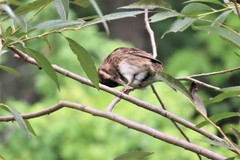 Zonotrichia albicollis