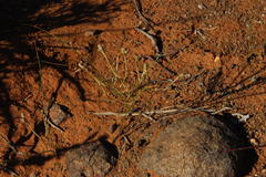 Moraea fenestrata