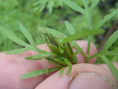 Bidens lemmonii