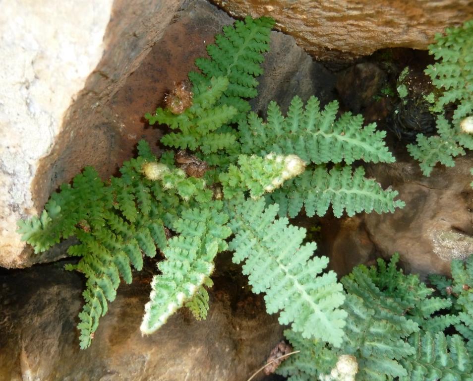 Asplenium cordatum (Asplenium cordatum)