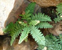 Asplenium cordatum