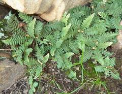 Asplenium cordatum