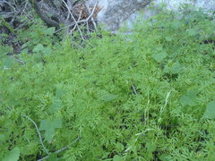 Bidens lemmonii