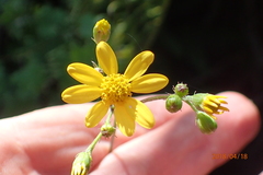 Cineraria glandulosa