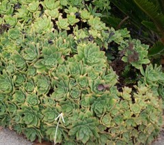 Aeonium haworthii