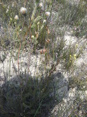 Leucadendron sericeum