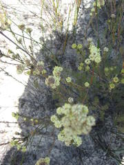 Leucadendron sericeum