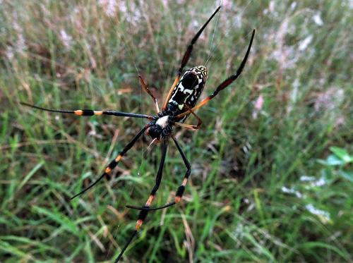 banded-legged golden orb-web spider