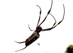 Trichonephila senegalensis annulata