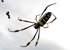Trichonephila senegalensis annulata