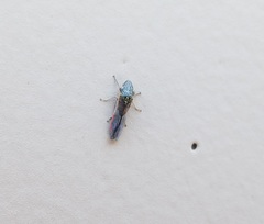 Homalodisca liturata