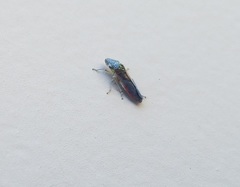 Homalodisca liturata