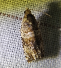 Celypha flavipalpana