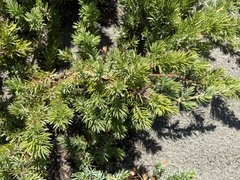 Juniperus rigida conferta