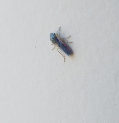 Homalodisca liturata