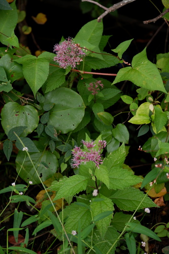 Eutrochium dubium