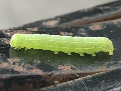 Orthosia hibisci