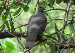 Patagioenas caribaea