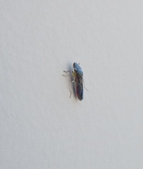 Homalodisca liturata