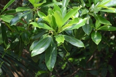 Acronychia pedunculata