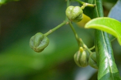 Acronychia pedunculata